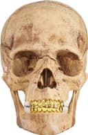 4D Model Human Skull view 1