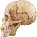 4D Model Human Skull view 3