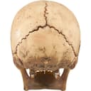 4D Model Human Skull view 4