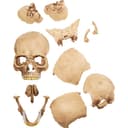 4D Model Human Skull view 5