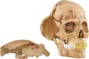 4D Model Human Skull view 7