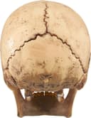 4D Model Human Skull view 10