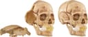 4D Model Human Skull view 11