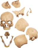 4D Model Human Skull view 12