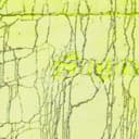 Crackle Sweatshort view 8